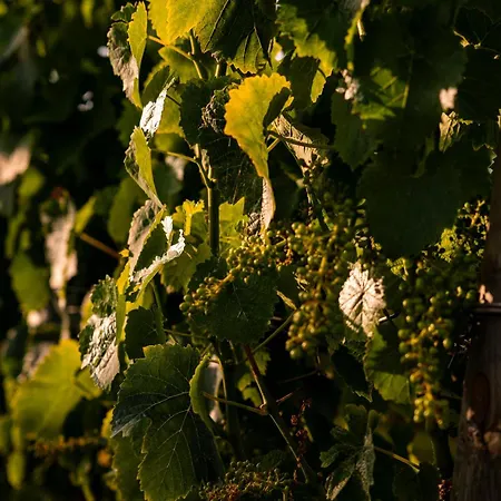 Bed & Breakfast Vigne Marrone Fossacesia