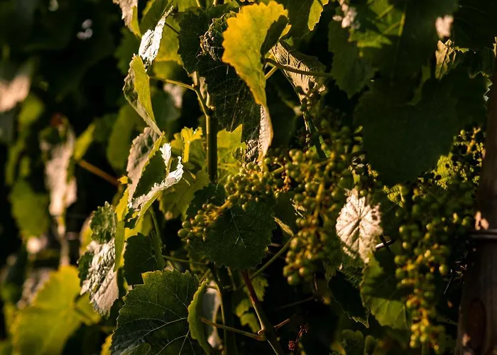 לינה וארוחת בוקר Vigne Marrone פוסאצ'סיה